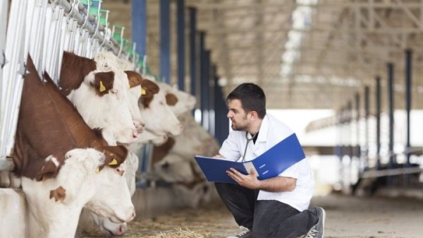 В Беларуси повысят зарплаты ветеринарам