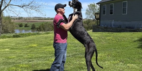 Умер самый крупный пес в мире. Он установил рекорд всего за несколько дней до смерти